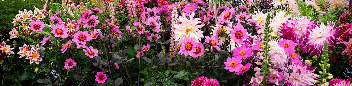 Chelsea Flower Show Tickets 